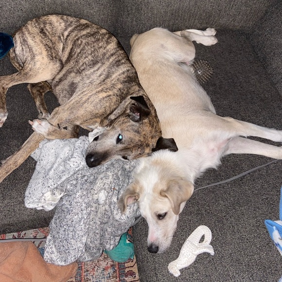 Meet your Posher, Darell-reese - Picture 1 of 1